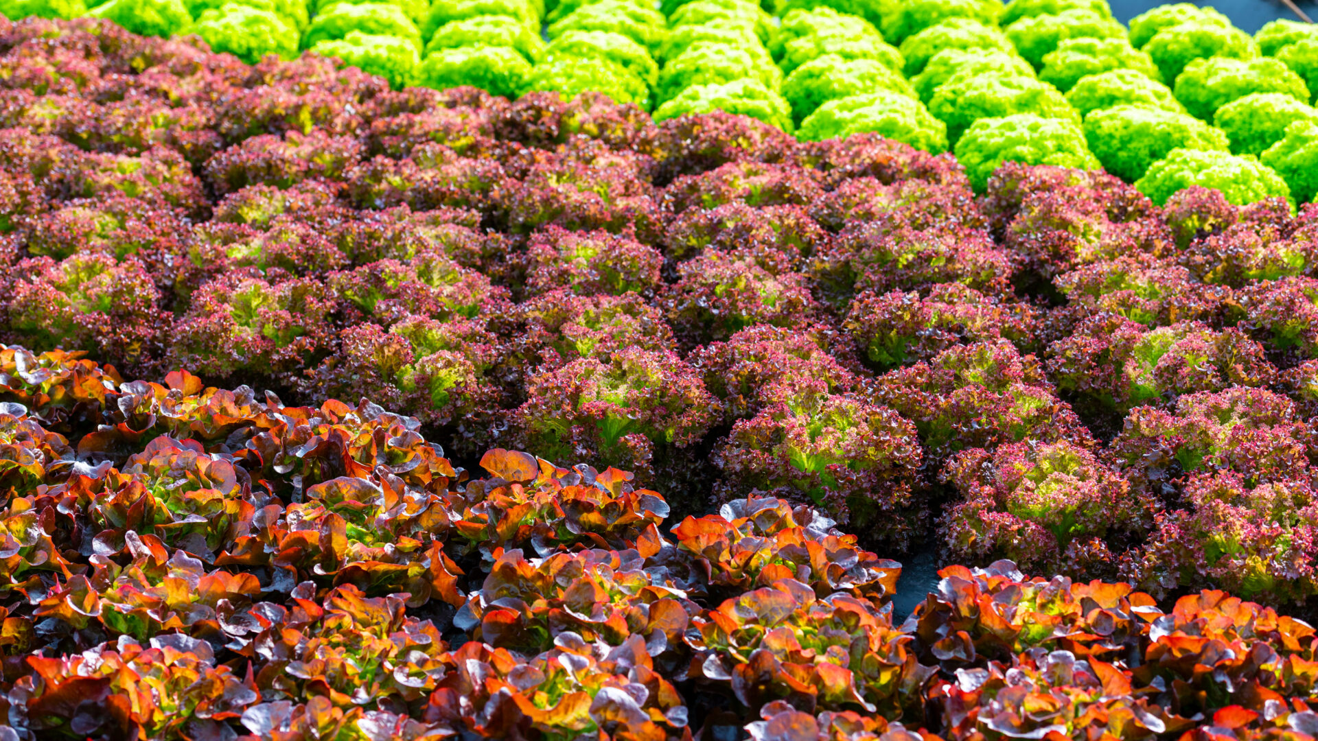 Zeit des Grüner Salat