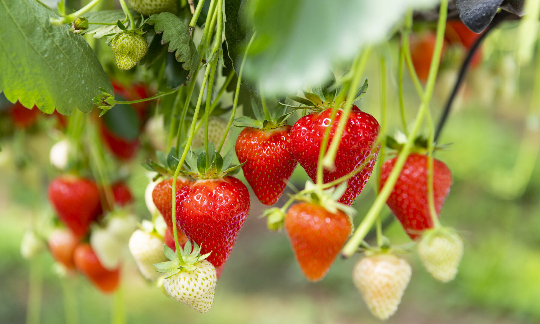 Zeit des Erdbeeren