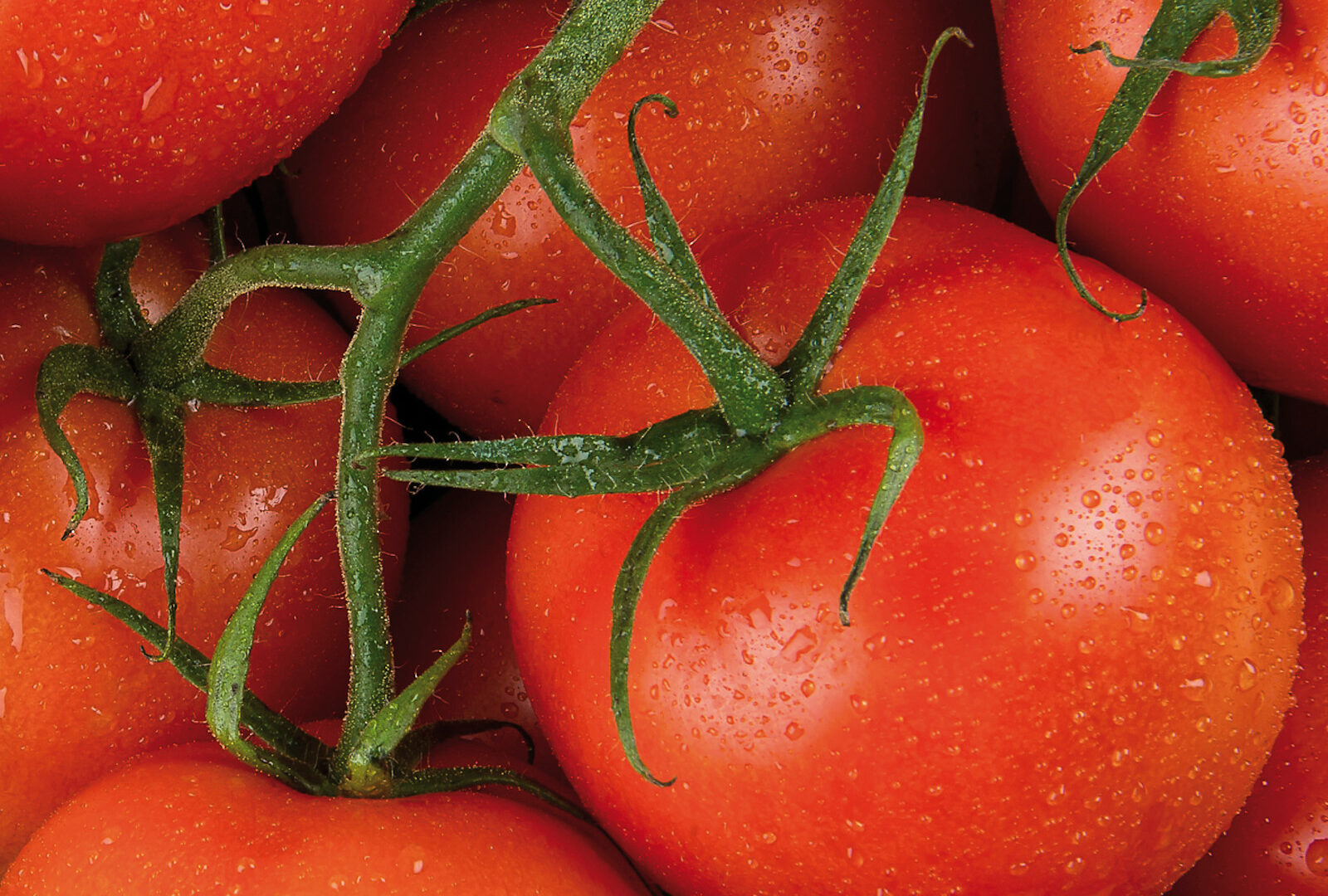 Zeit des Tomaten