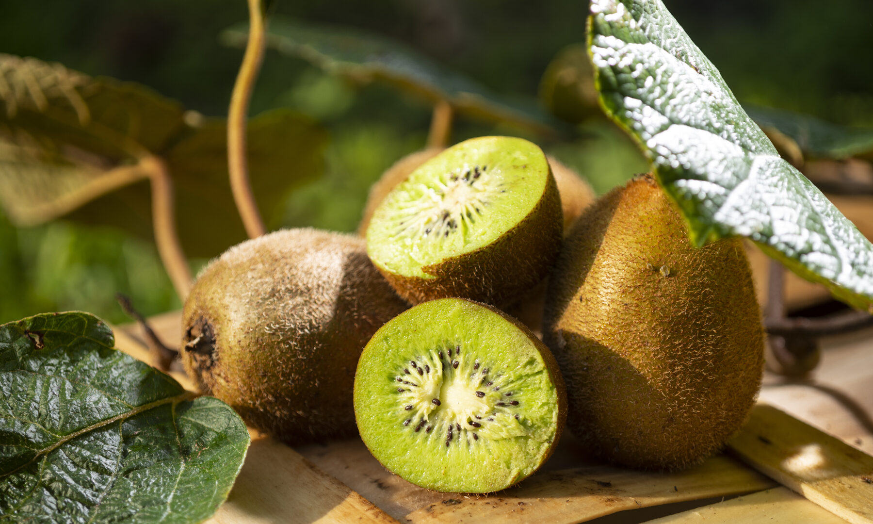 Zeit des Kiwi